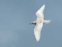 Goéland à ailes blanches Larus glaucoides