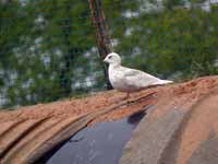 Goéland à ailes blanches Larus glaucoides