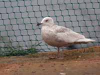 Goéland à ailes blanches Larus glaucoides