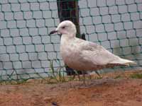 Goéland à ailes blanches Larus glaucoides