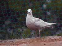 Goéland à ailes blanches Larus glaucoides