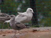 Goéland à ailes blanches Larus glaucoides