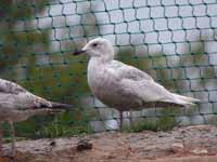 Goéland à ailes blanches Larus glaucoides