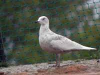 Goéland à ailes blanches Larus glaucoides