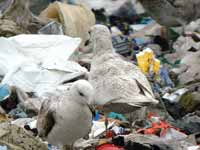 Goéland à ailes blanches Larus glaucoides