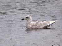 Goéland à ailes blanches Larus glaucoides