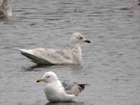 Goéland à ailes blanches Larus glaucoides