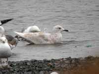 Goéland à ailes blanches Larus glaucoides