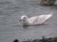 Goéland à ailes blanches Larus glaucoides