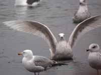 Goéland à ailes blanches Larus glaucoides