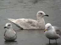 Goéland à ailes blanches Larus glaucoides