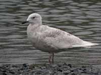 Goéland à ailes blanches Larus glaucoides