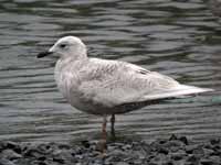 Goéland à ailes blanches Larus glaucoides