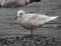 Goéland à ailes blanches Larus glaucoides