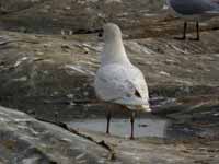 Goéland à ailes blanches Larus glaucoides