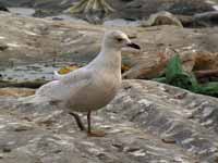 Goéland à ailes blanches Larus glaucoides