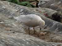 Goéland à ailes blanches Larus glaucoides