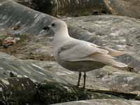 Goéland à ailes blanches Larus glaucoides