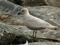 Goéland à ailes blanches Larus glaucoides