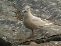 Goéland à ailes blanches Larus glaucoides