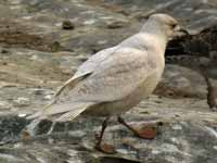 Goéland à ailes blanches Larus glaucoides