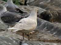 Goéland à ailes blanches Larus glaucoides