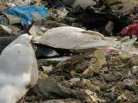 Goéland à ailes blanches Larus glaucoides