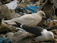 Goéland à ailes blanches Larus glaucoides