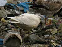 Goéland à ailes blanches Larus glaucoides