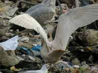 Goéland à ailes blanches Larus glaucoides