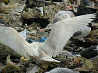 Goéland à ailes blanches Larus glaucoides