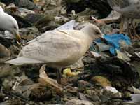 Goéland à ailes blanches Larus glaucoides