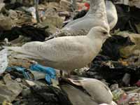 Goéland à ailes blanches Larus glaucoides