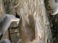 Goéland à ailes blanches Larus glaucoides