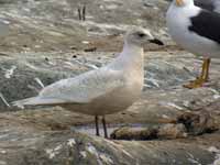 Goéland à ailes blanches Larus glaucoides