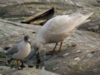 Goéland à ailes blanches Larus glaucoides