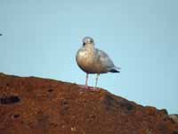 Goéland à ailes blanches Larus glaucoides