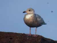 Goéland à ailes blanches Larus glaucoides