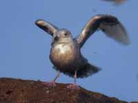 Goéland à ailes blanches Larus glaucoides