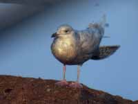 Goéland à ailes blanches Larus glaucoides