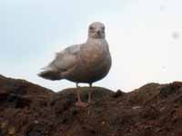 Goéland à ailes blanches Larus glaucoides