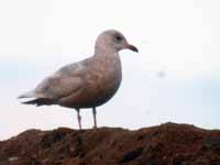 Goéland à ailes blanches Larus glaucoides