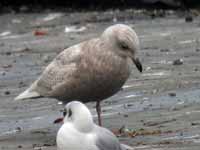 Goéland à ailes blanches Larus glaucoides