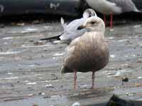 Goéland à ailes blanches Larus glaucoides