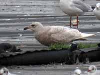 Goéland à ailes blanches Larus glaucoides