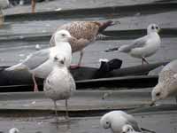 Goéland à ailes blanches Larus glaucoides