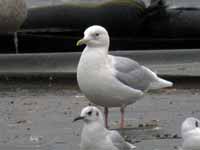 Goéland à ailes blanches Larus glaucoides