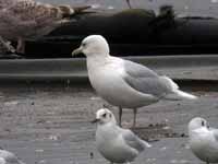 Goéland à ailes blanches Larus glaucoides