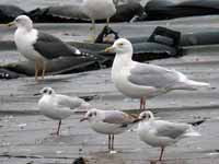 Goéland à ailes blanches Larus glaucoides