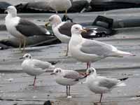 Goéland à ailes blanches Larus glaucoides